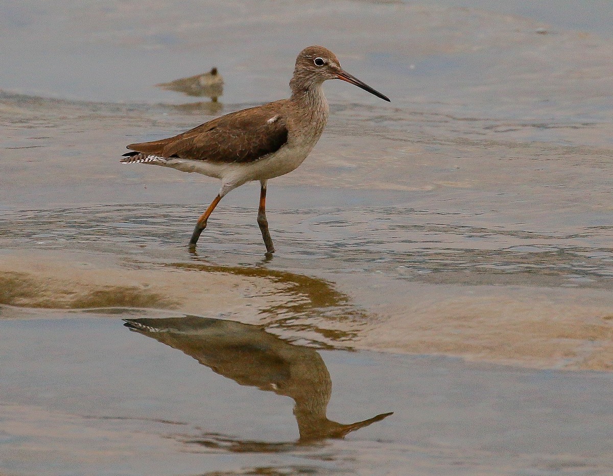 Common Redshank - ML491823821