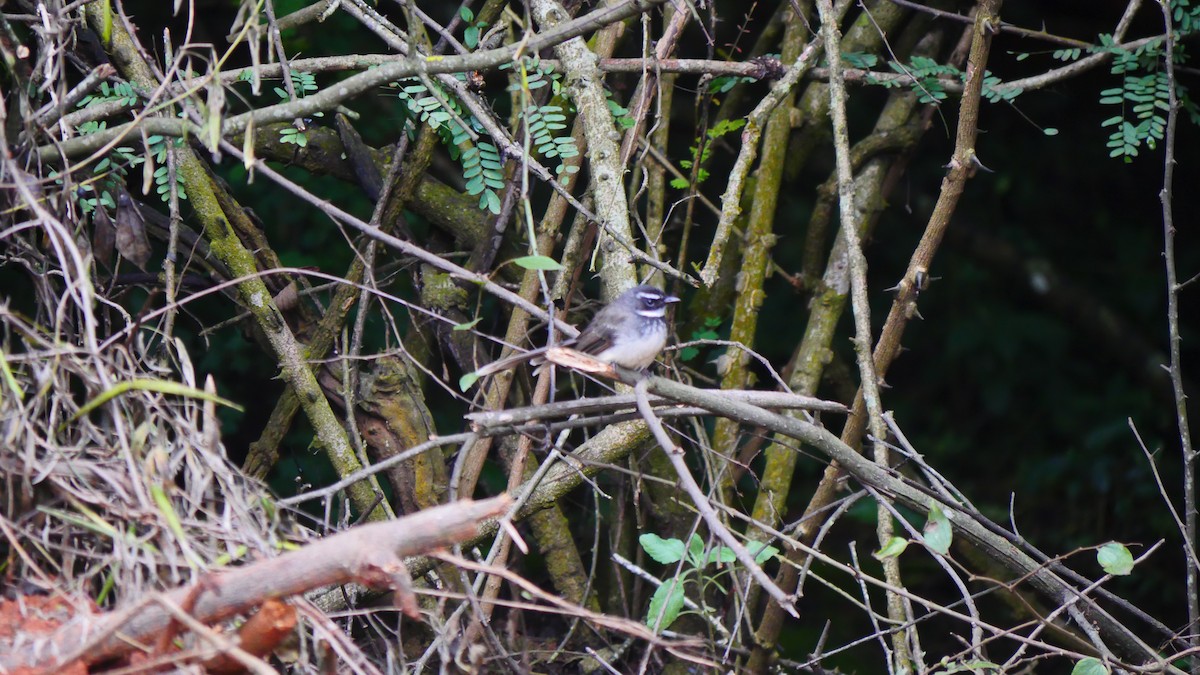 Spot-breasted Fantail - Praveen Bennur