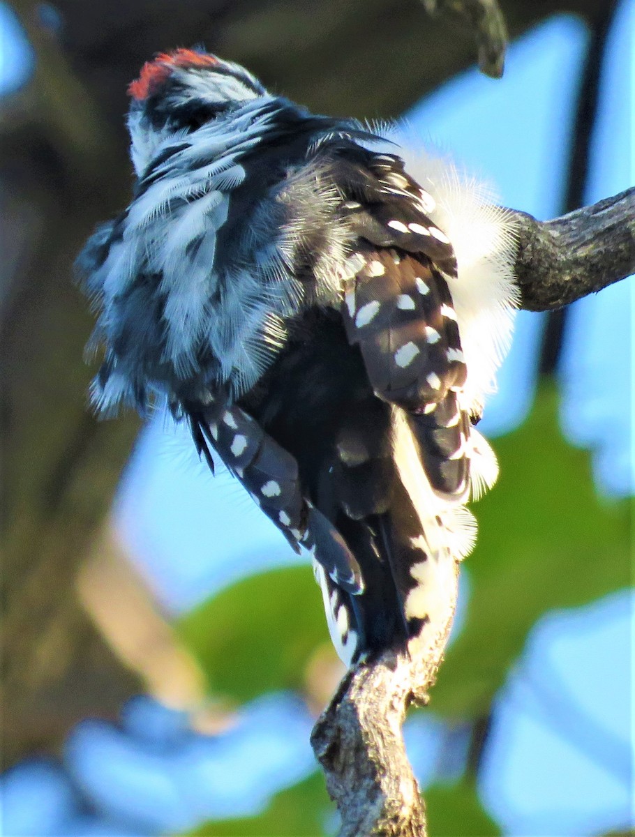 Downy Woodpecker (Rocky Mts.) - ML491824681