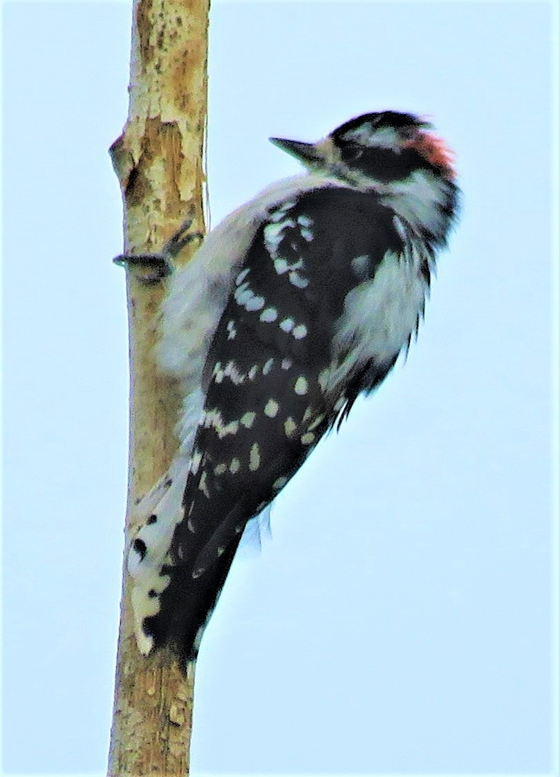 Downy Woodpecker (Rocky Mts.) - ML491824691