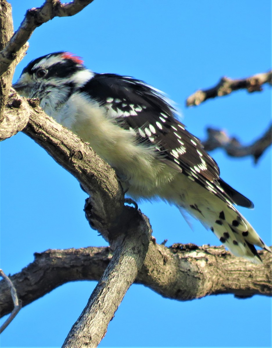 Downy Woodpecker (Rocky Mts.) - ML491824701