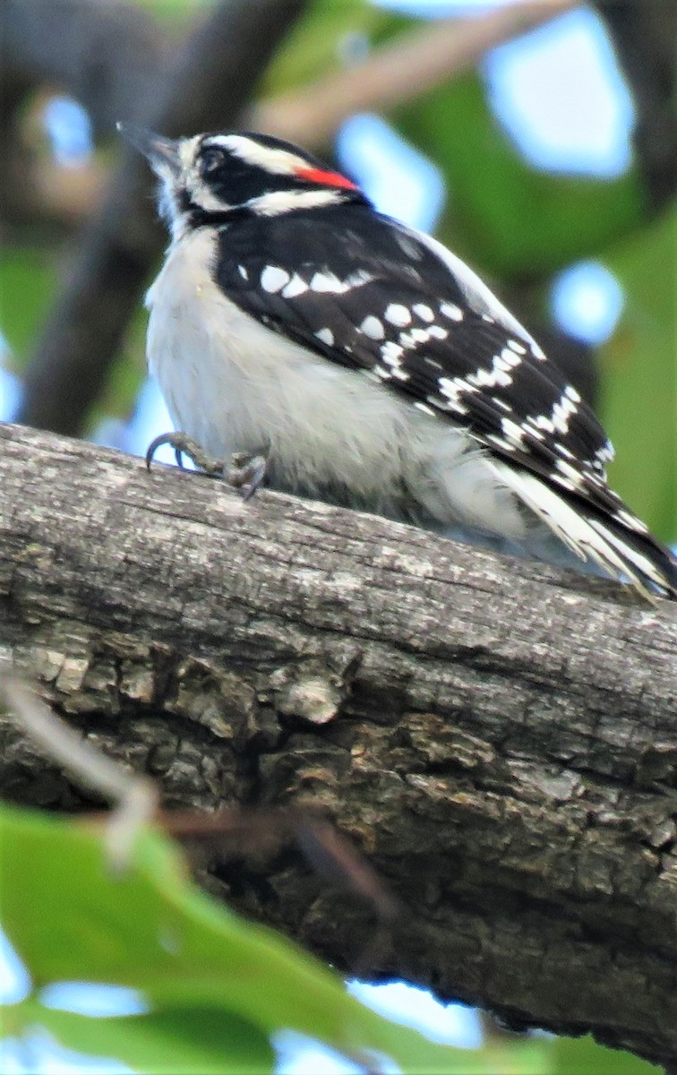 Downy Woodpecker (Rocky Mts.) - ML491824711