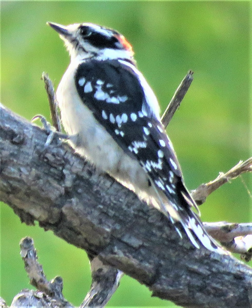 Downy Woodpecker (Rocky Mts.) - ML491824721