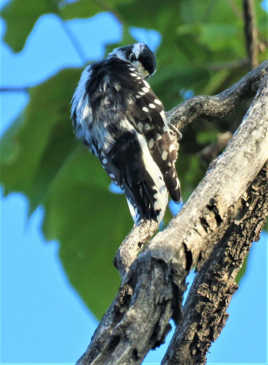 Downy Woodpecker (Rocky Mts.) - ML491824731