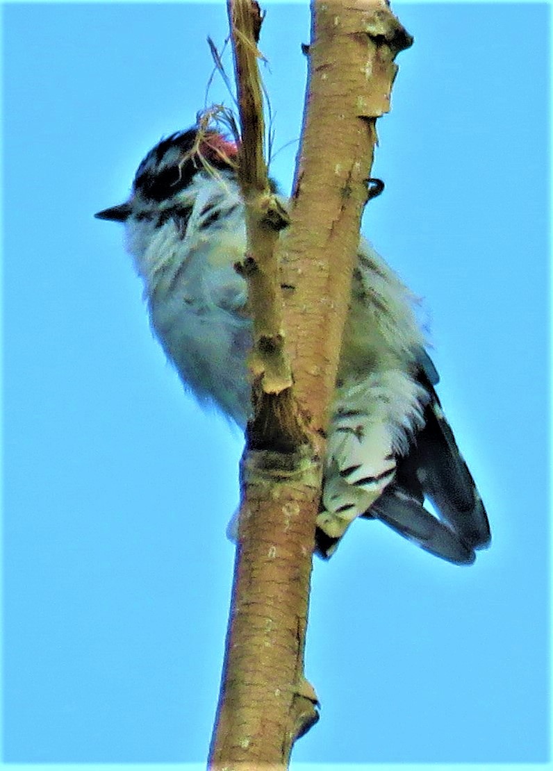 Downy Woodpecker (Rocky Mts.) - ML491824741