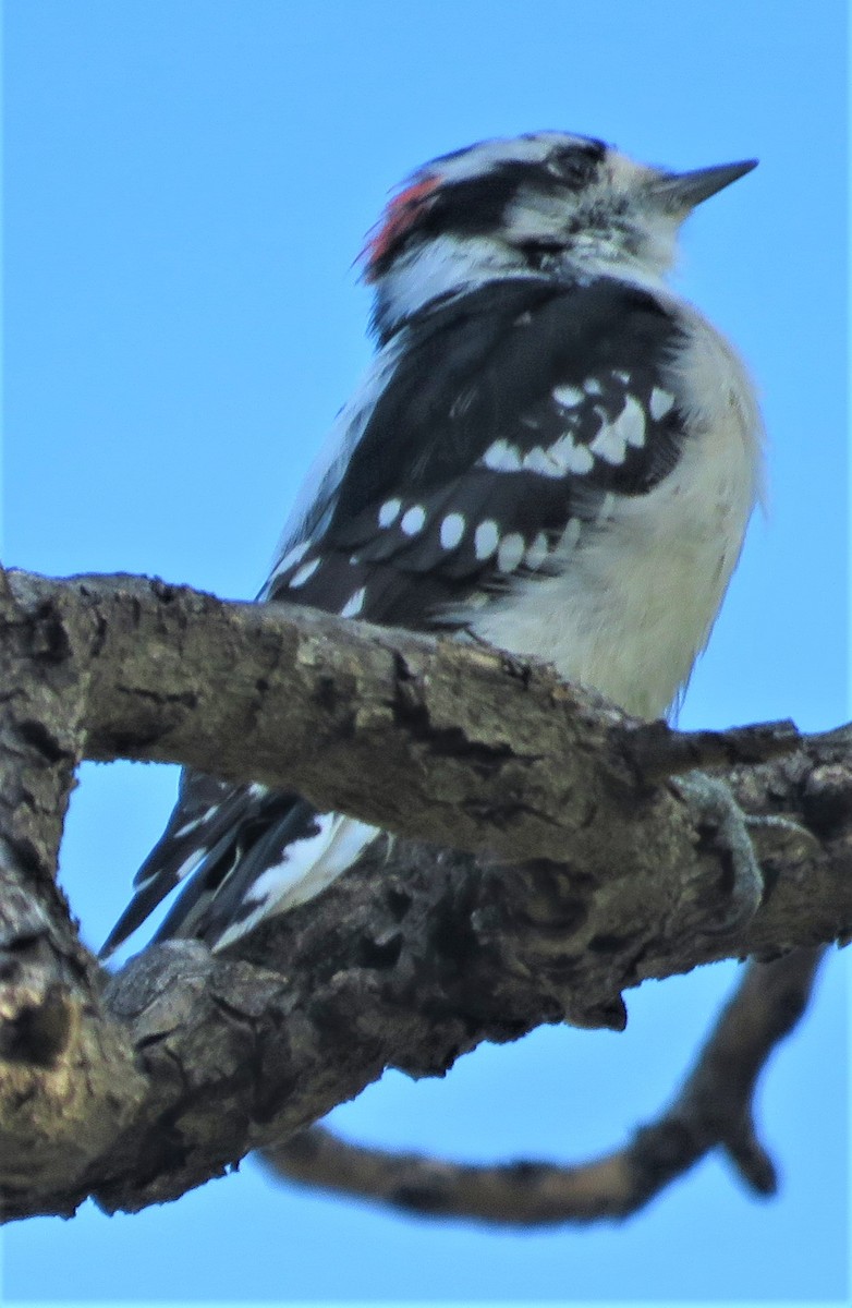 Downy Woodpecker (Rocky Mts.) - ML491824751