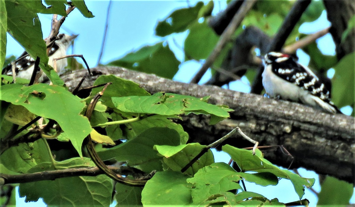 Downy Woodpecker (Rocky Mts.) - ML491824761