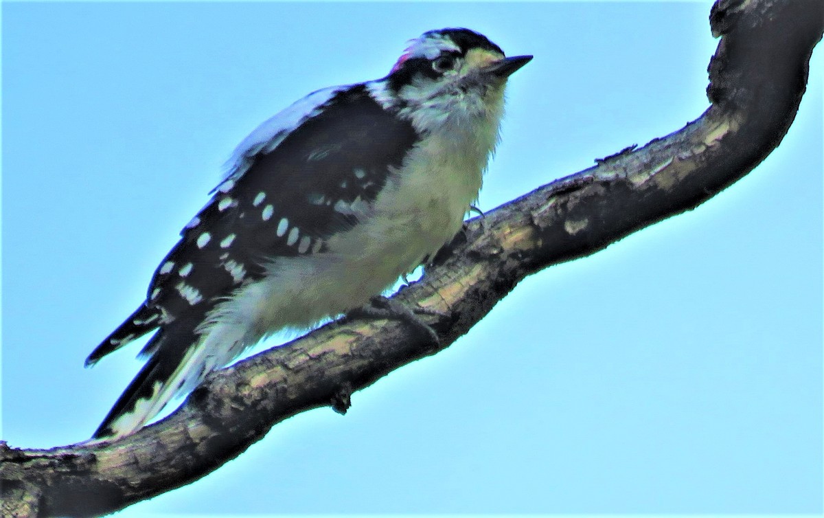 Downy Woodpecker (Rocky Mts.) - ML491824771