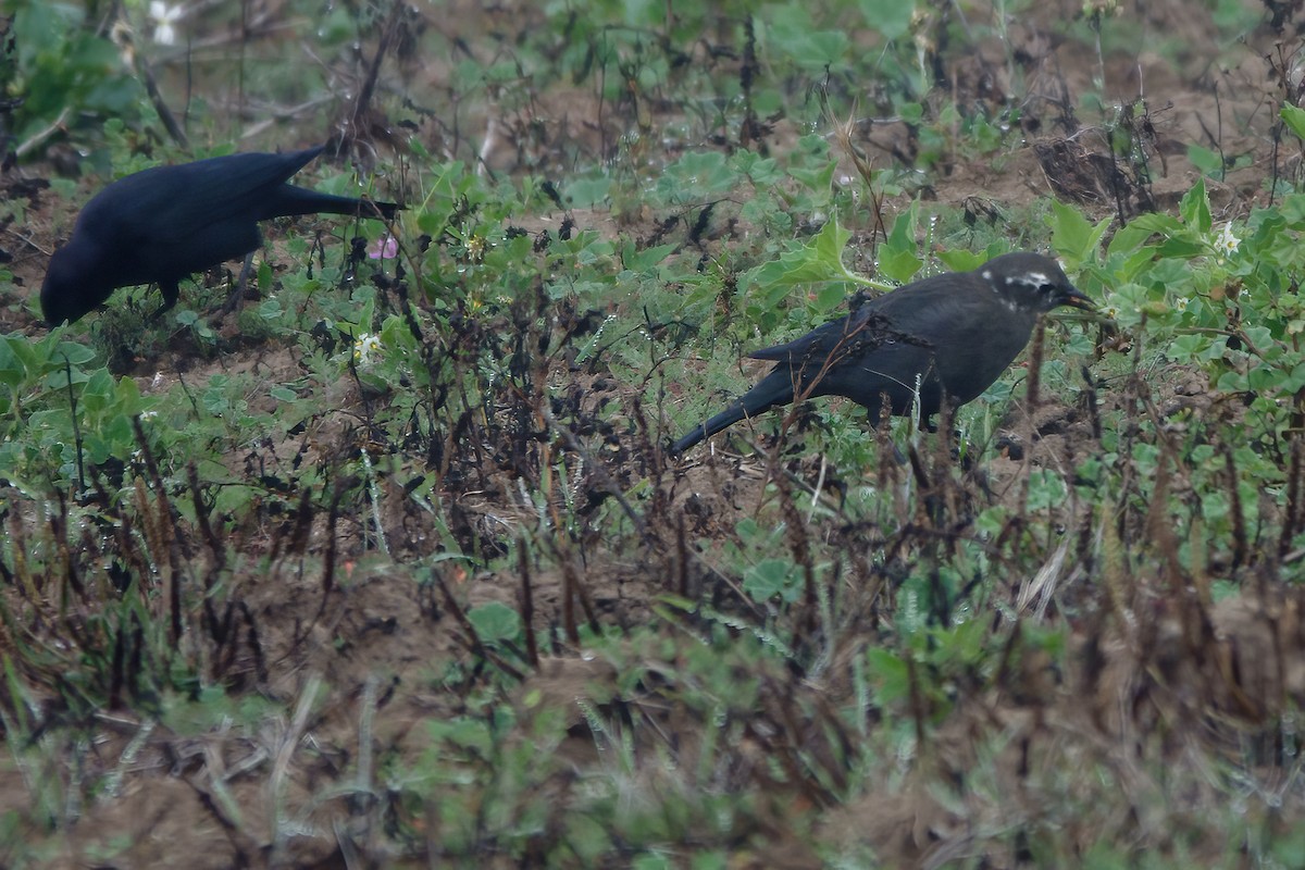 Brewer's Blackbird - ML491824961