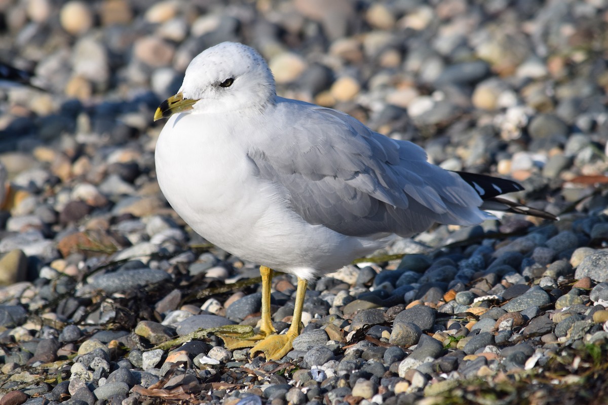 Ring-billed Gull - ML491826621