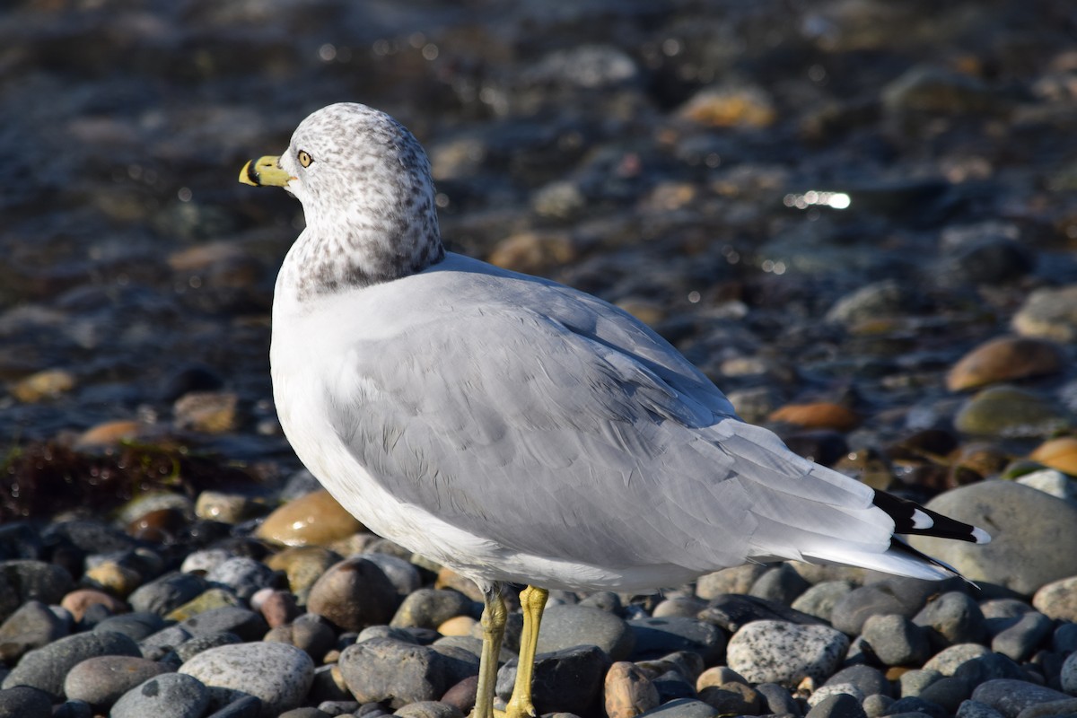 Ring-billed Gull - ML491826631