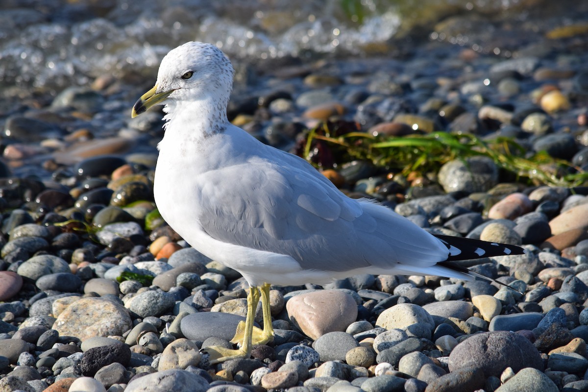 Ring-billed Gull - ML491826641