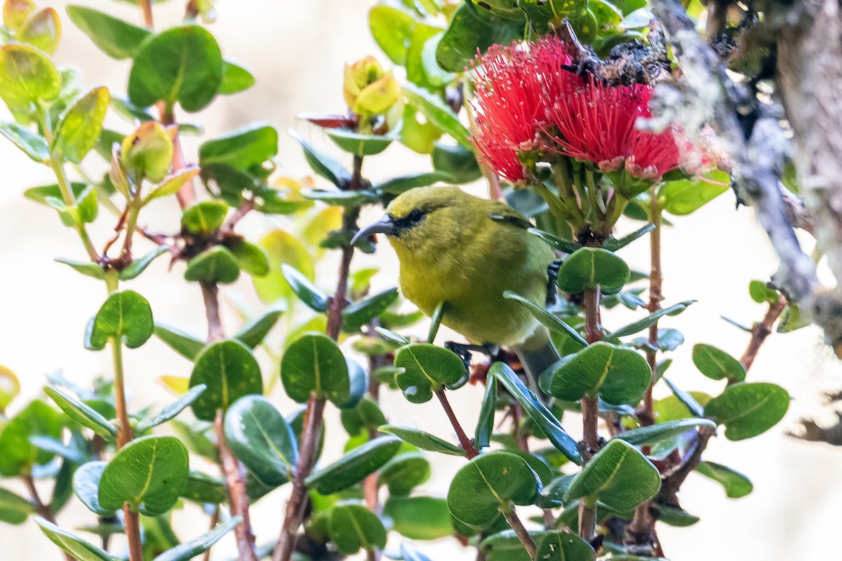 Hawaii-Amakihikleidervogel - ML491827751