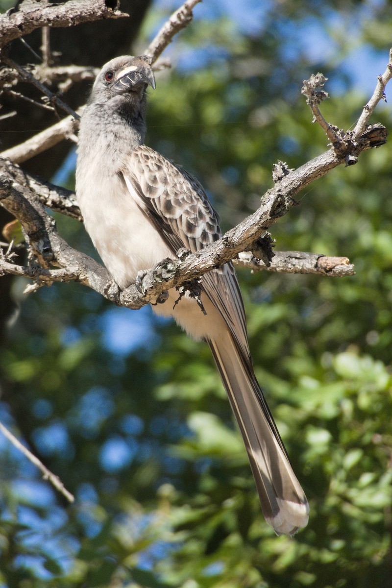 African Gray Hornbill - ML491828501