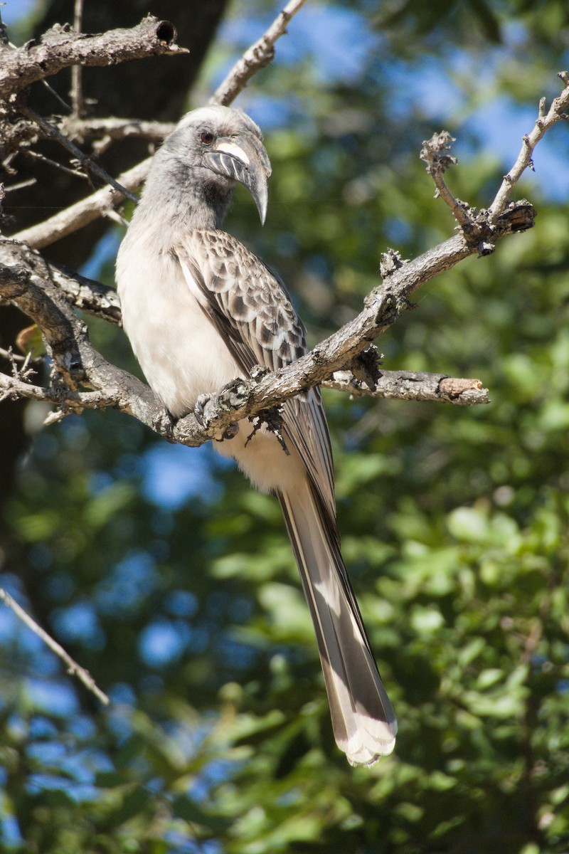 African Gray Hornbill - ML491828511