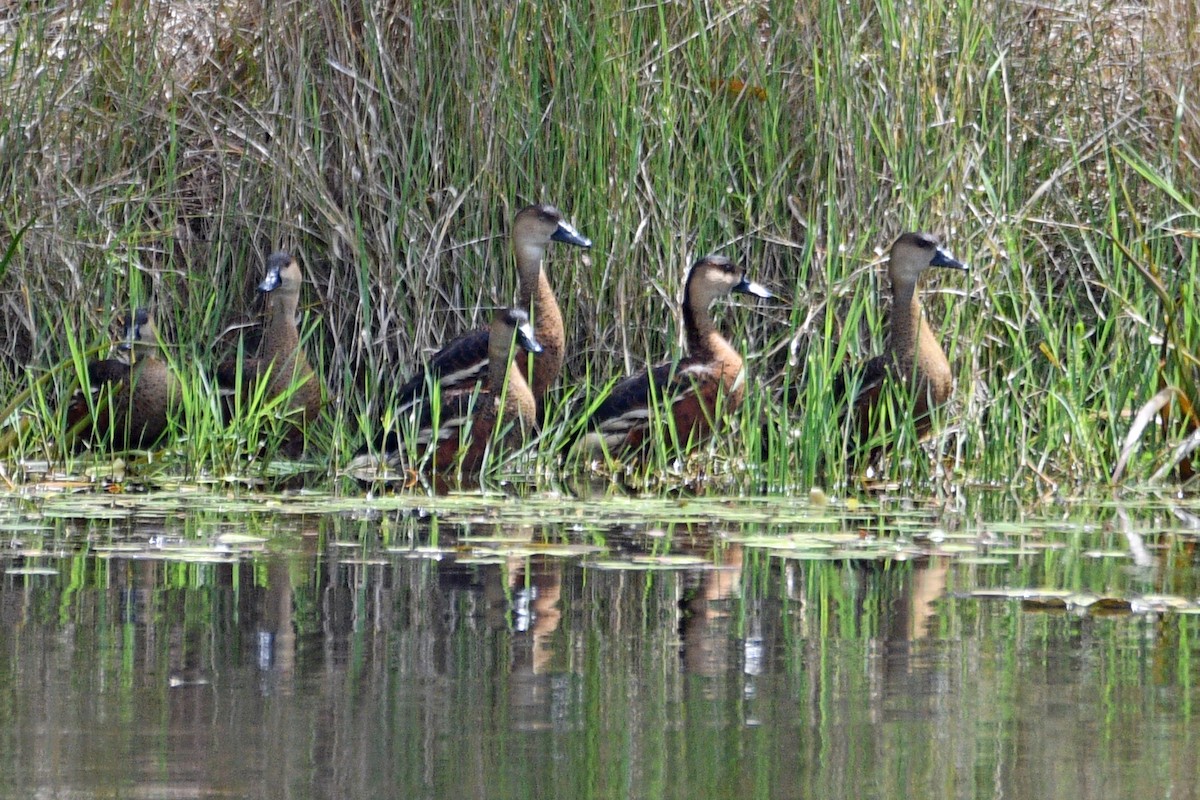 Wandering Whistling-Duck - ML491828801