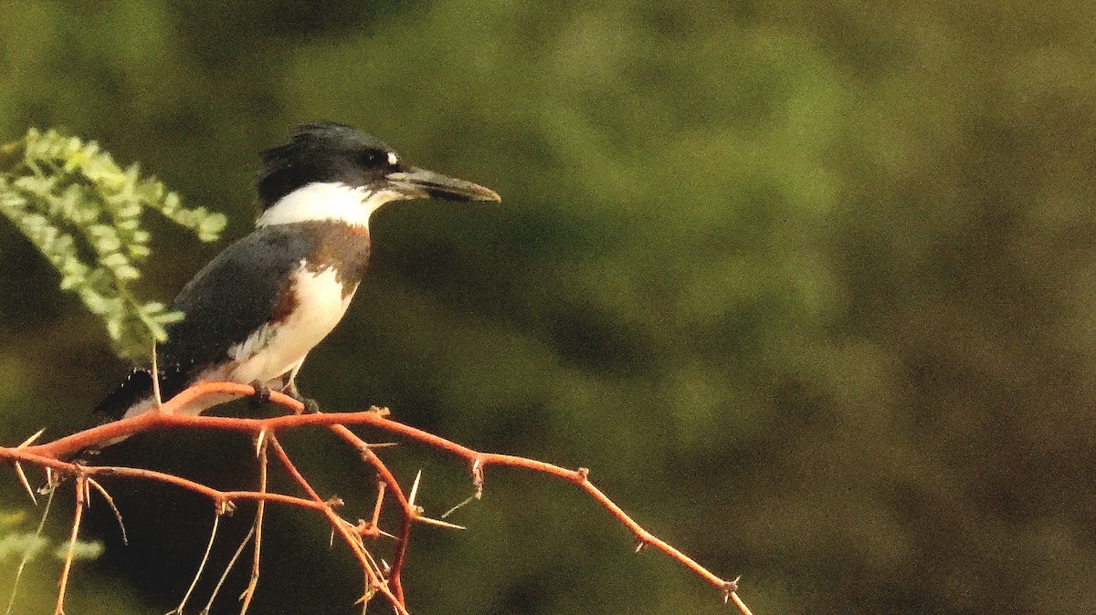 Belted Kingfisher - Christopher Whiteley