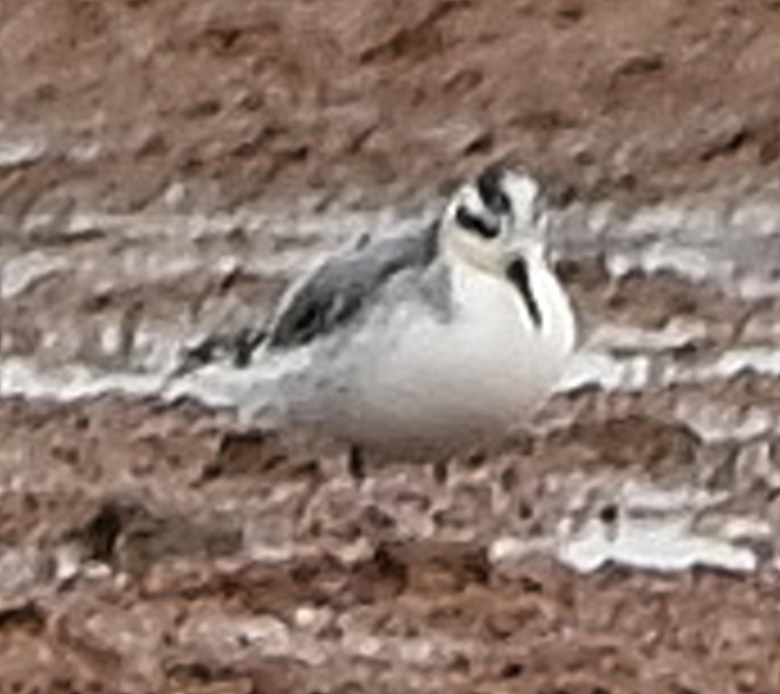 Phalarope à bec large - ML491828971