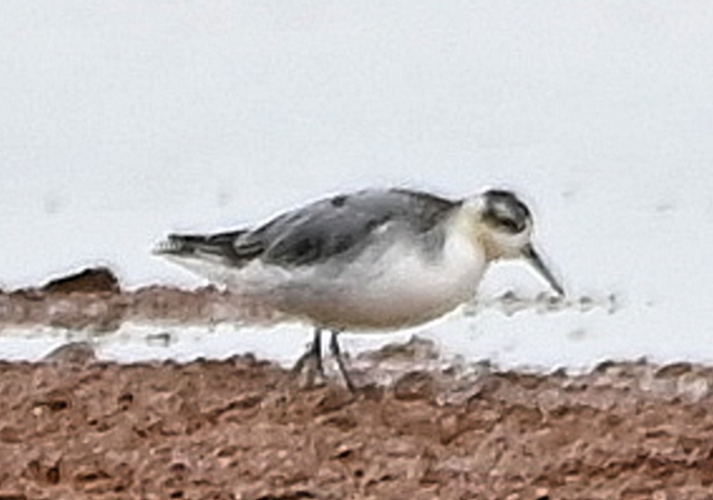 Phalarope à bec large - ML491828991