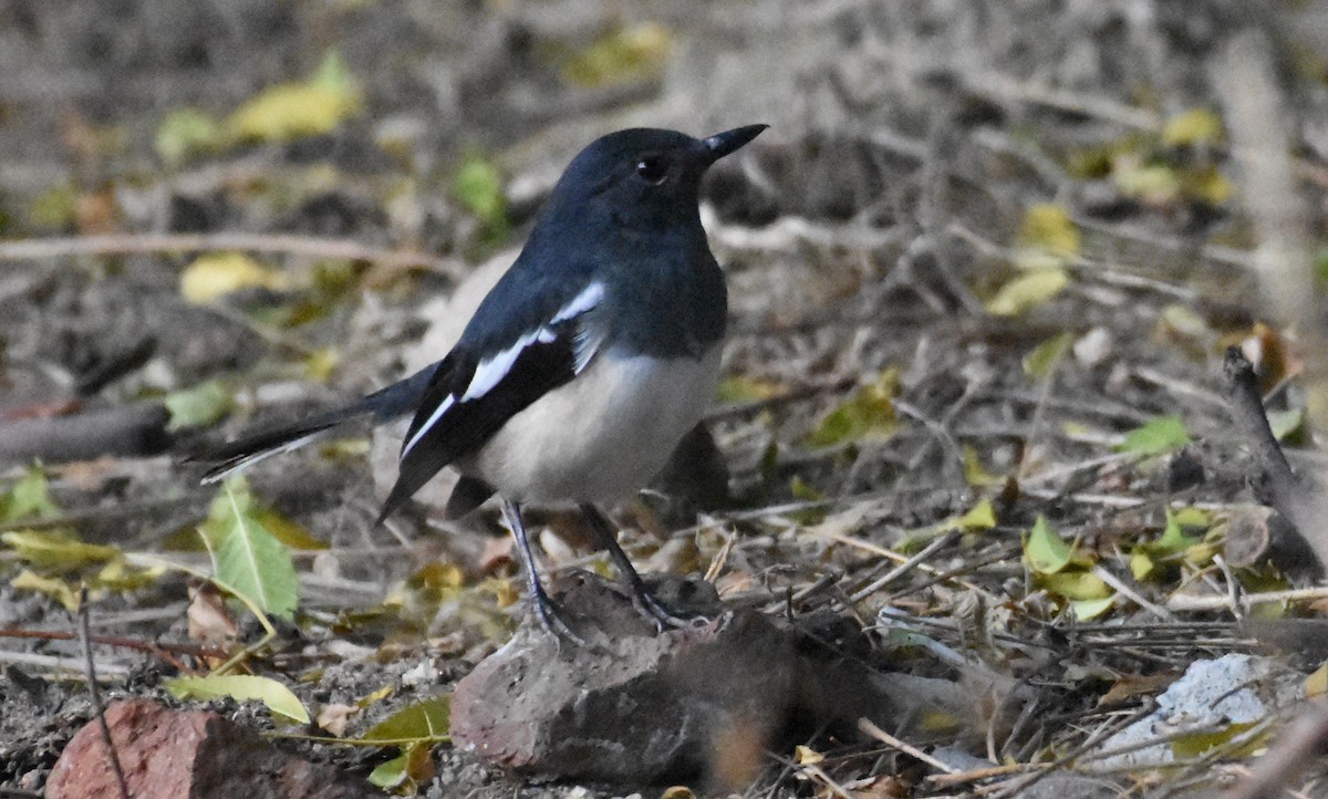 Oriental Magpie-Robin - Sanjiv Khanna