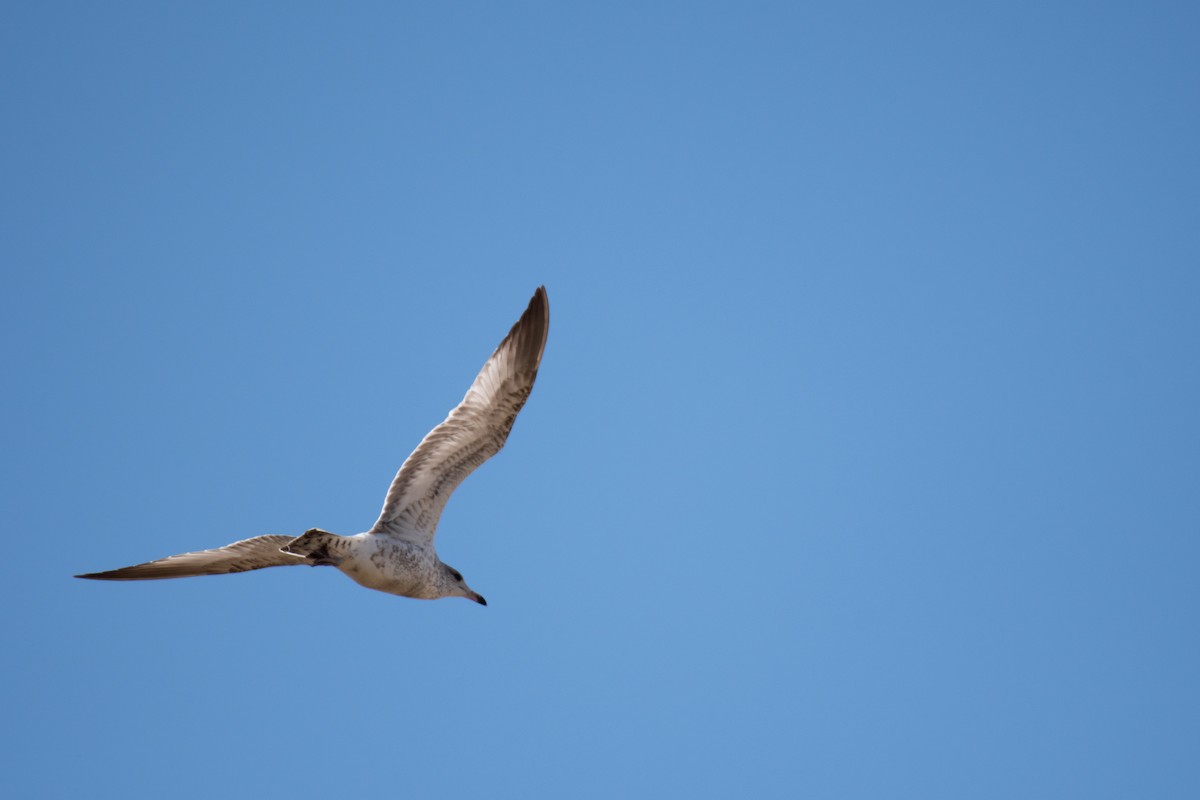 California Gull - ML491829951