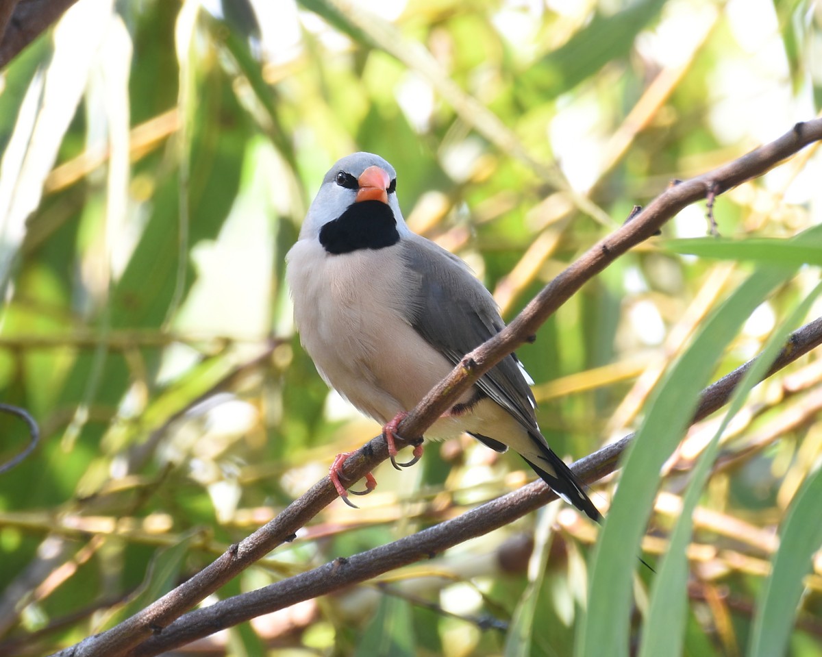 Long-tailed Finch - ML491831281