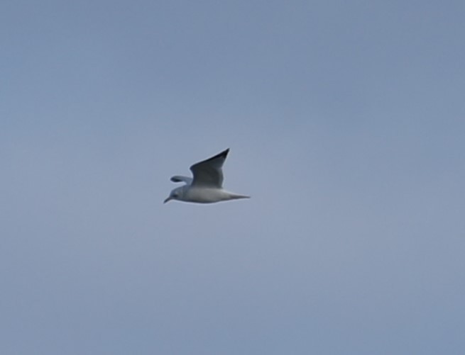 Ring-billed Gull - ML491831941