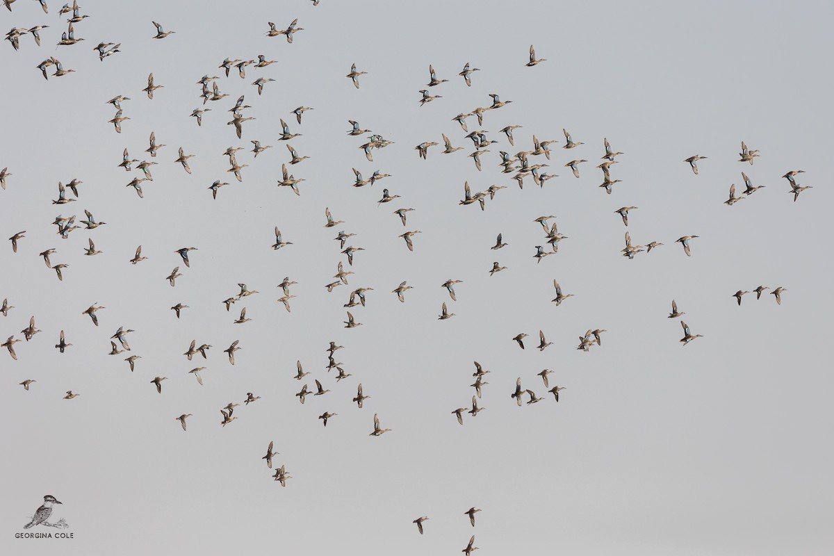 Garganey - ML491832841