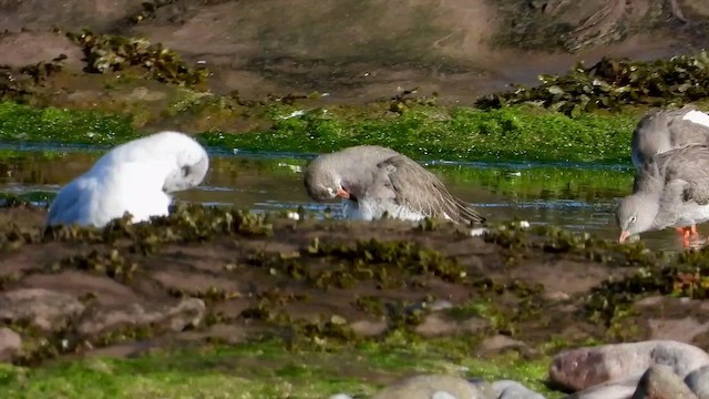 Common Redshank - ML491833451