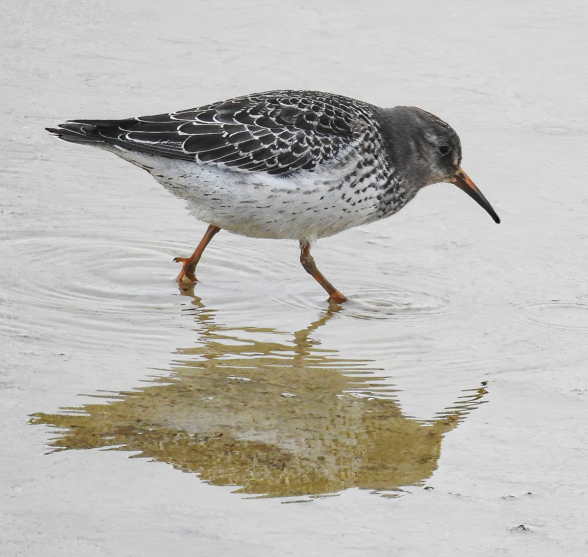 Purple Sandpiper - ML491835261