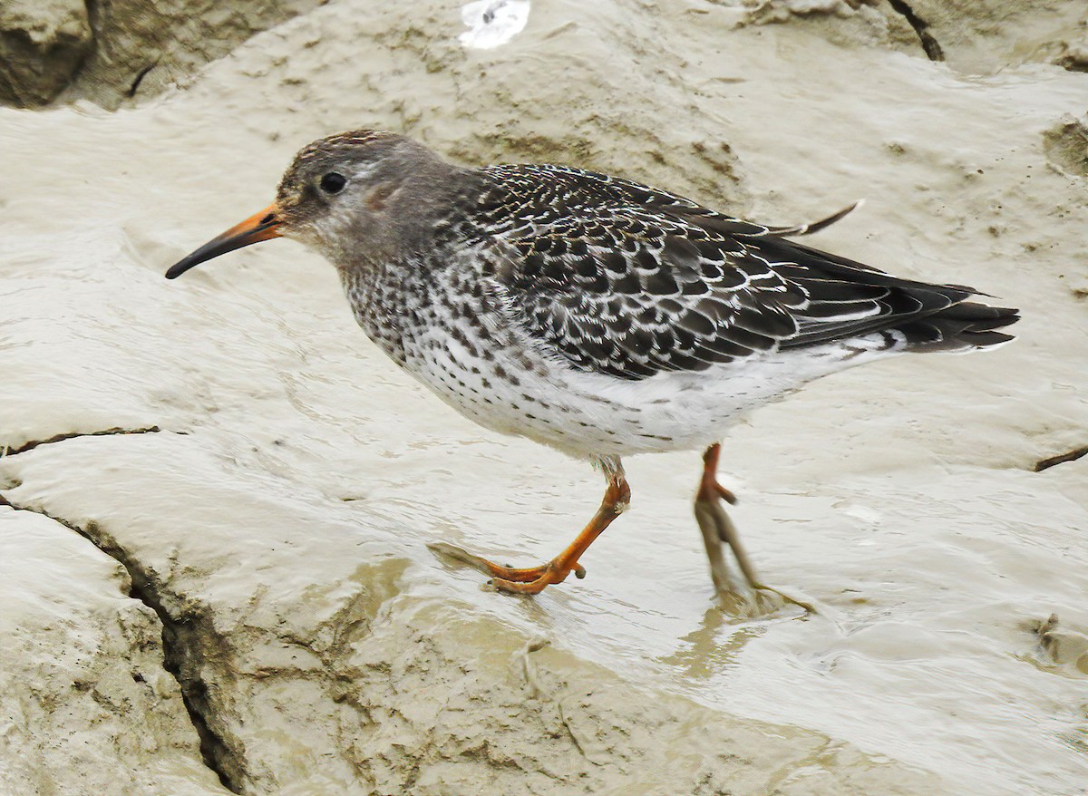 Purple Sandpiper - ML491835271
