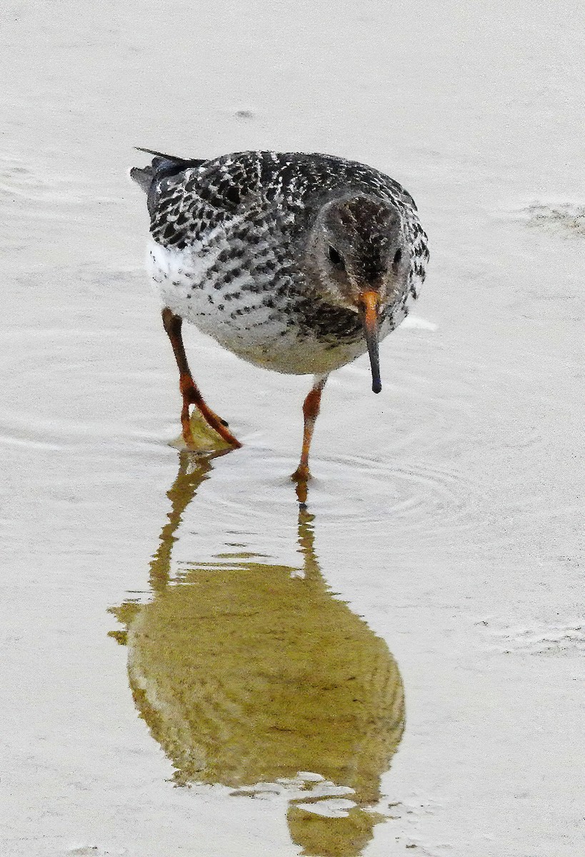 Purple Sandpiper - ML491835281