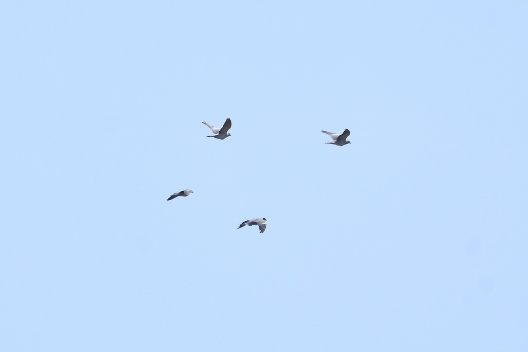 Common Wood-Pigeon - ML491835541