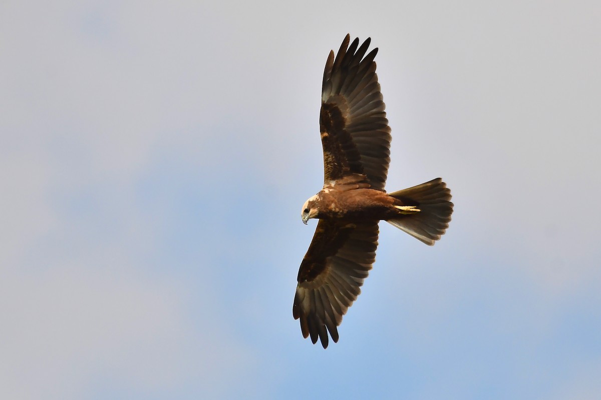 Western Marsh Harrier - ML491836241