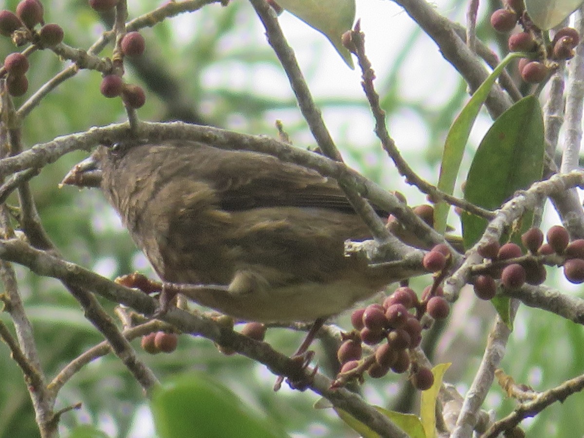 Principe Seedeater - ML491838161