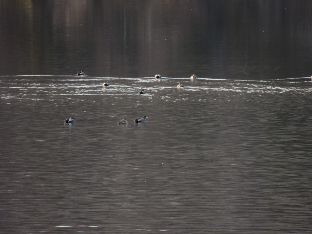 Gadwall - ML49183911