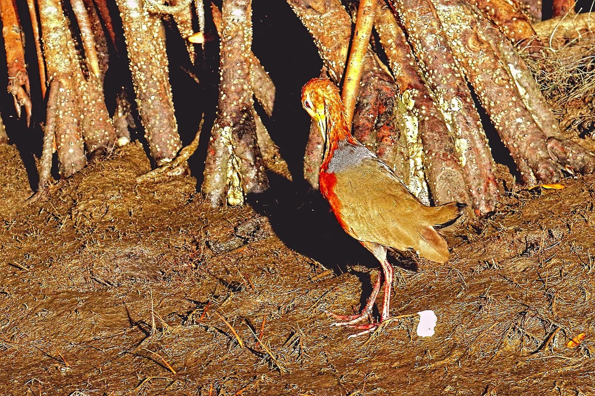 Rufous-necked Wood-Rail - ML49183941