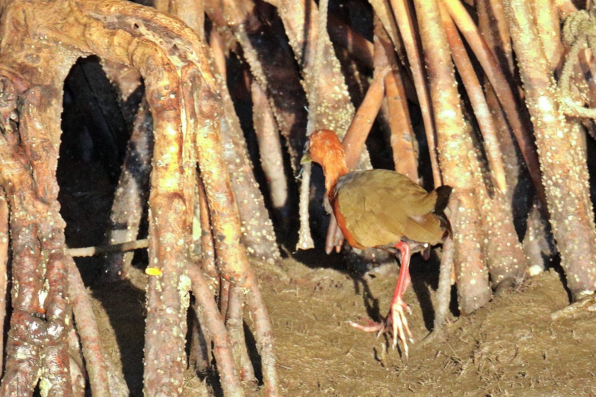 Rufous-necked Wood-Rail - ML49183991