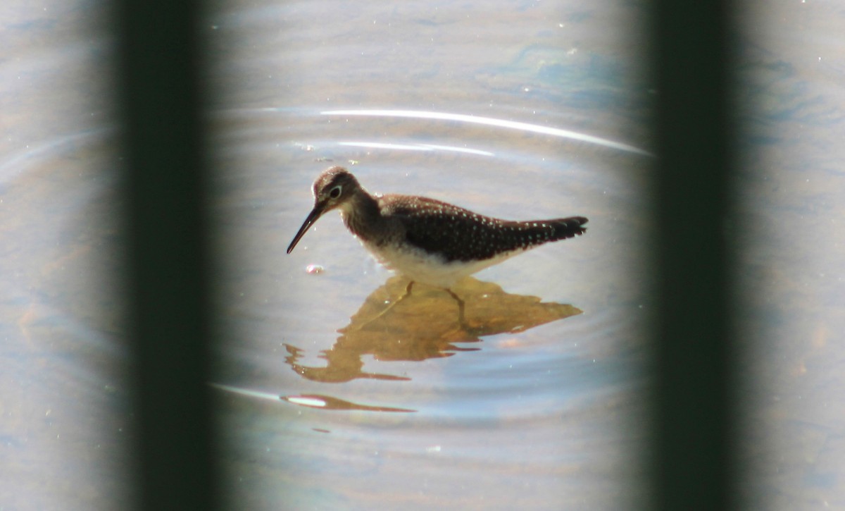 Solitary Sandpiper - A P L