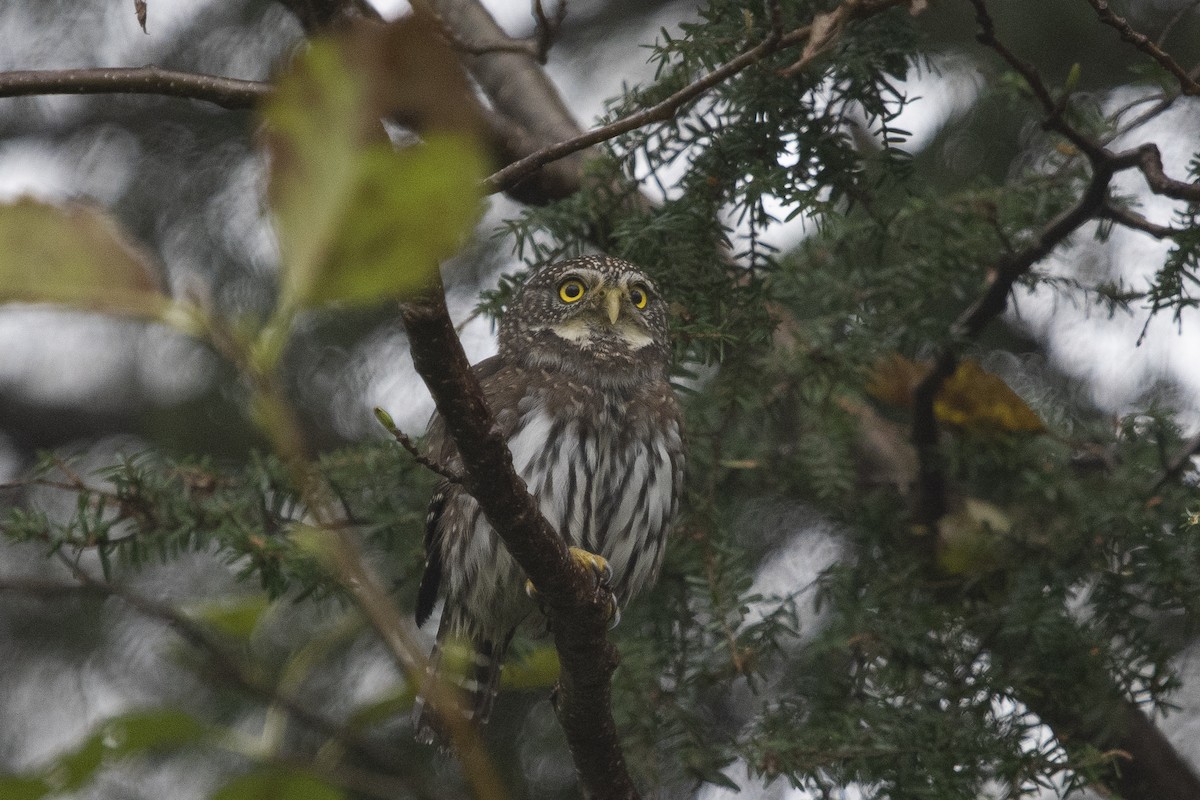 Northern Pygmy-Owl - Steve Heinl