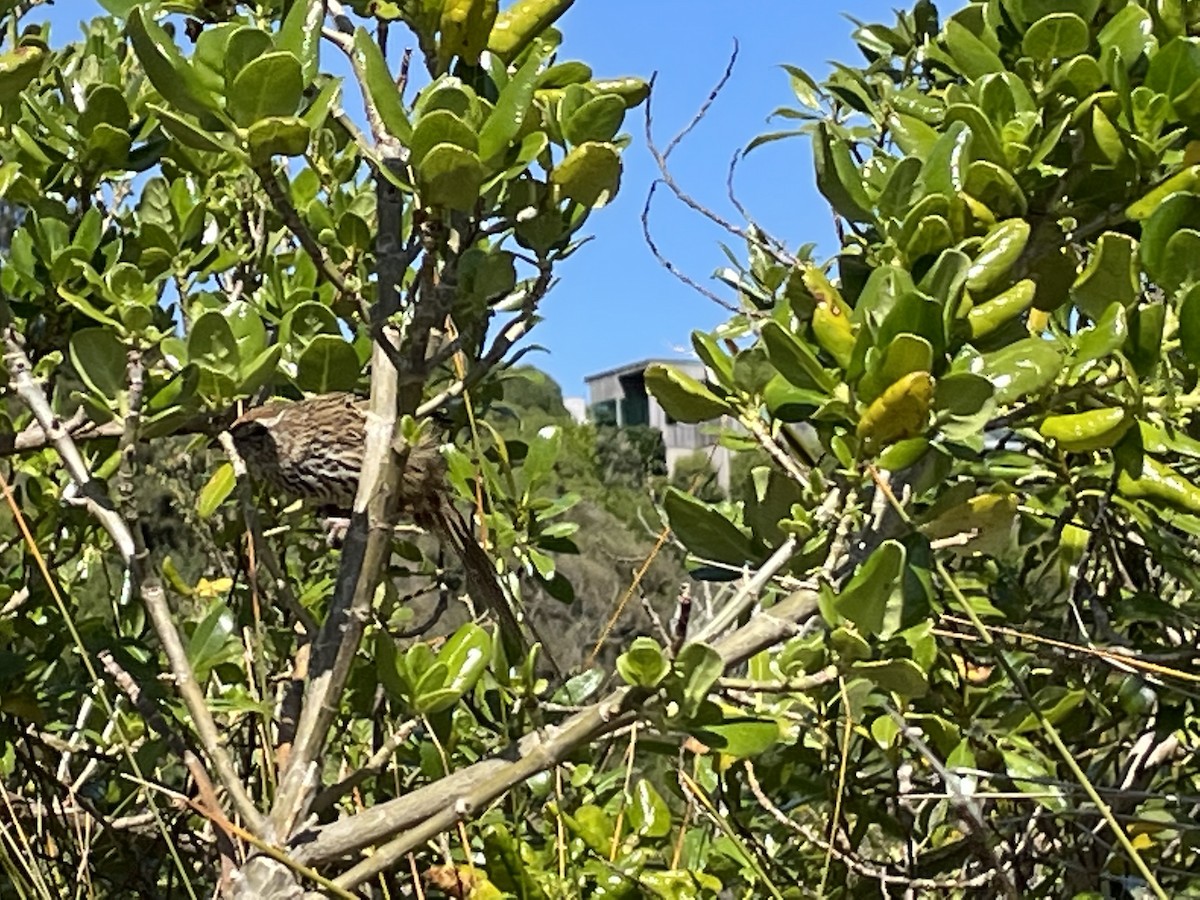 New Zealand Fernbird - ML491840881