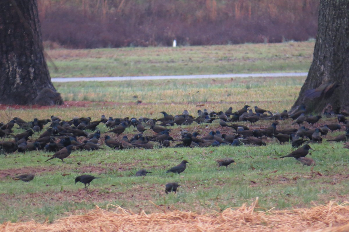 Rusty Blackbird - ML49184111