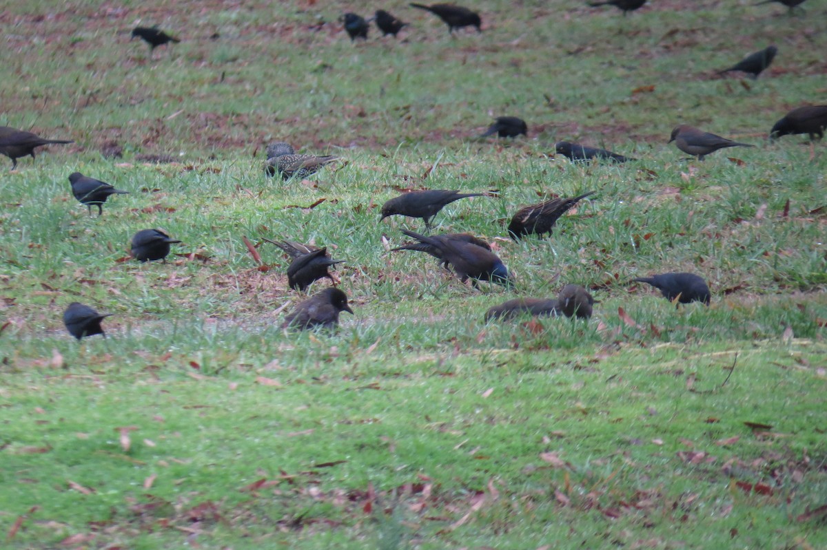 Rusty Blackbird - ML49184121