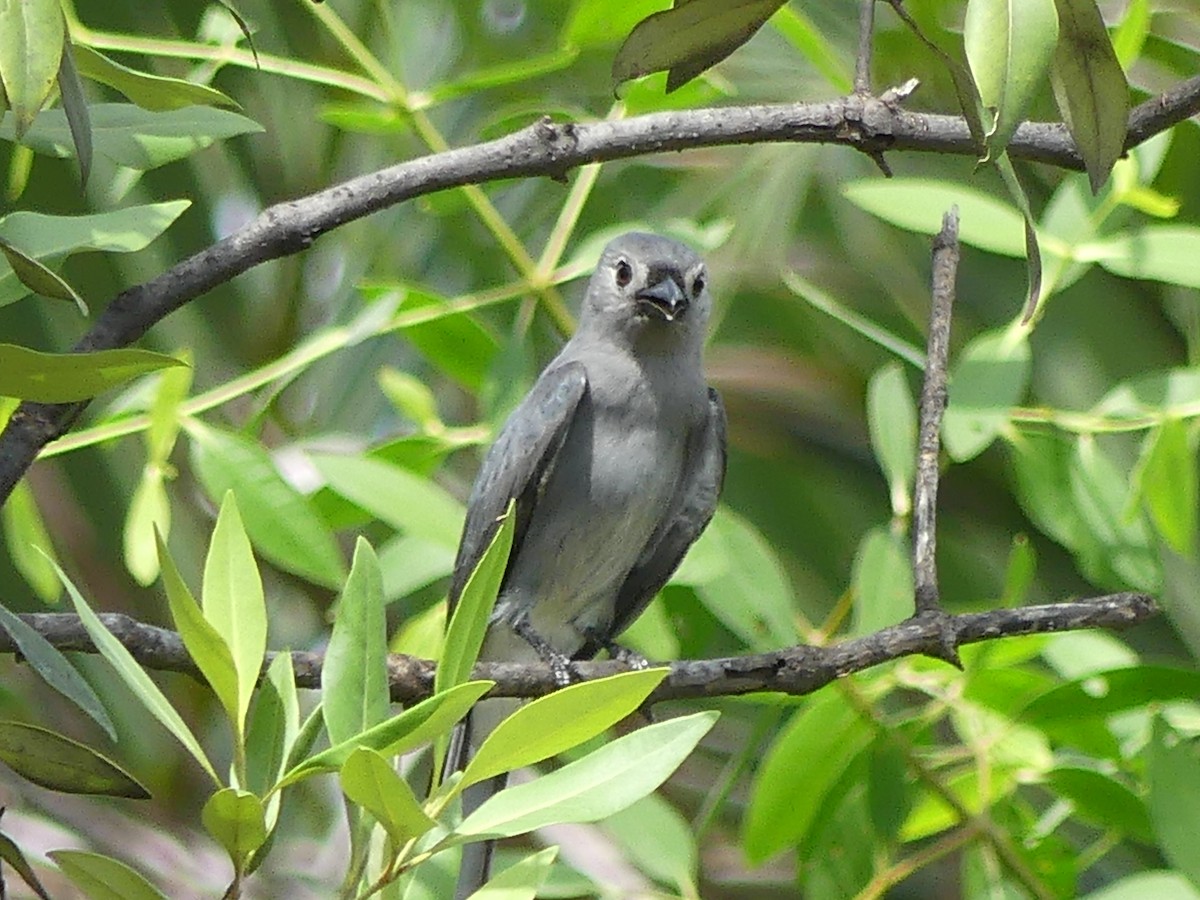 Ashy Drongo - ML491841331