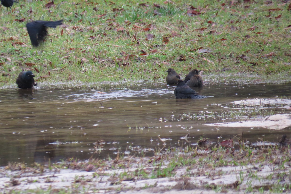 Rusty Blackbird - ML49184141