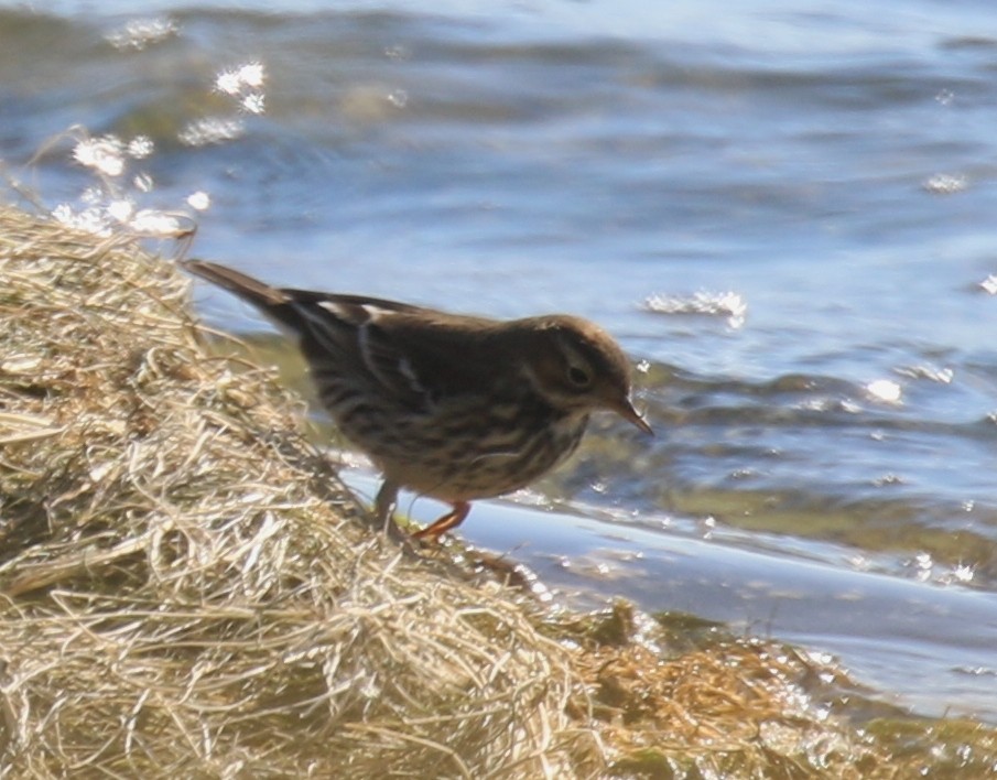 Bisbita Pechianteado (japonicus) - ML491841731