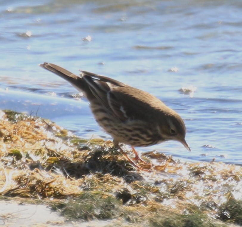 American Pipit (japonicus) - ML491841741