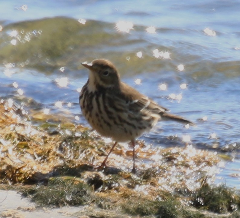 American Pipit (japonicus) - ML491841751