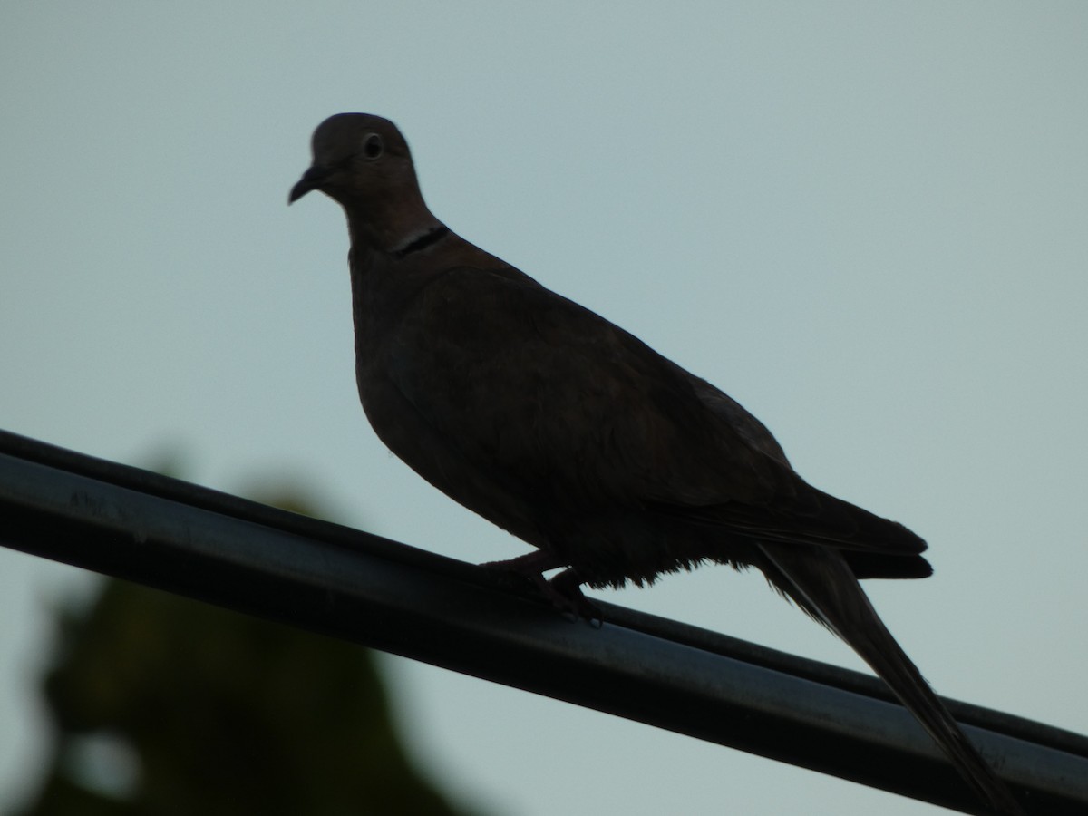 Eurasian Collared-Dove - ML491841841