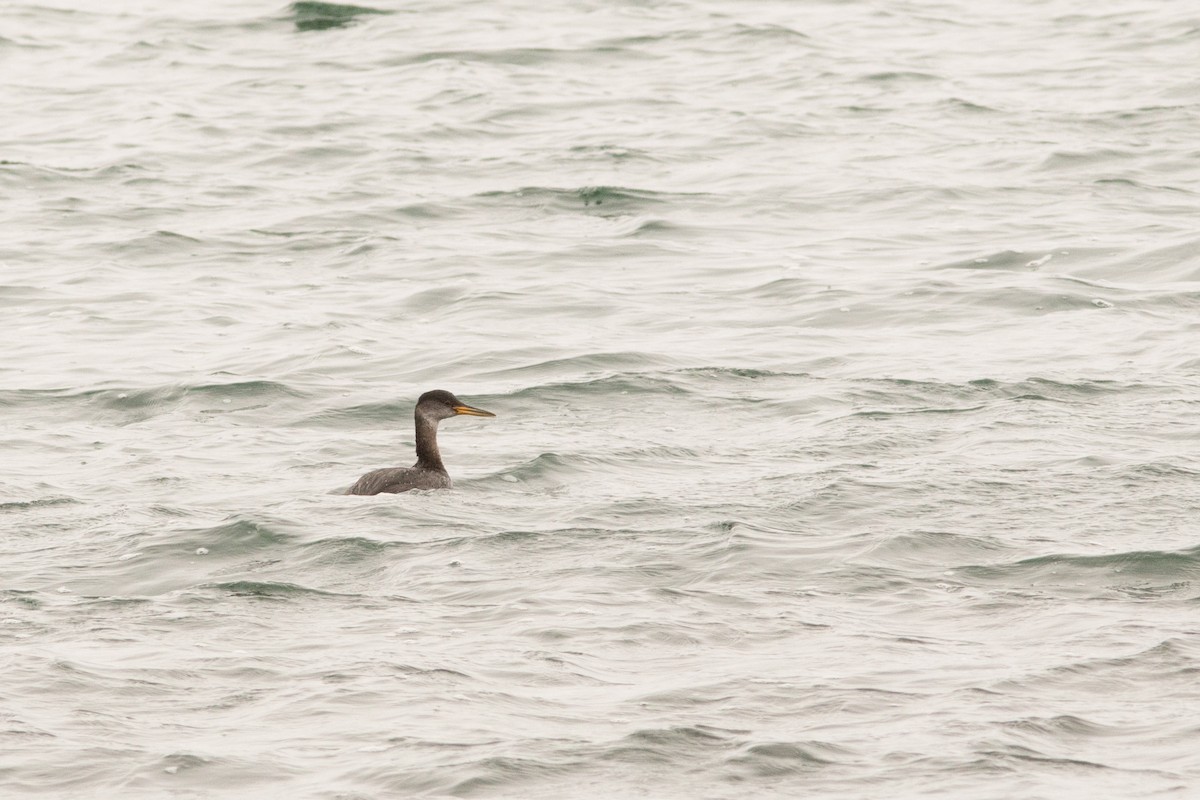 Red-necked Grebe - David McCorquodale